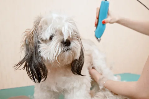 If you're going to do Shih Tzu grooming yourself, then you'll need some high-quality tools - like a good pair of clippers.