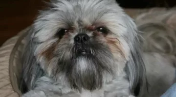 Here is a list of Shih Tzu eye problems to watch for.