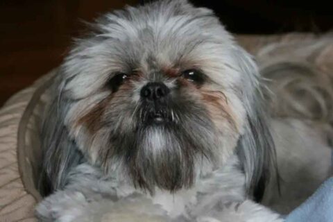 Here is a list of Shih Tzu eye problems to watch for.