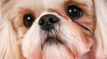 Shih Tzu tear staining is common