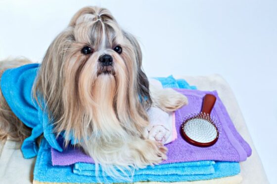 How To Care For Shih Tzu Hair Tips For Brushing A Shih Tzu Removing Shih Tzu Hair Knots Bathing A Shih Tzu And Doing A Top Knot Hair Style The