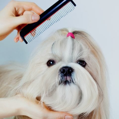 shih tzu grooming