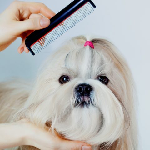 The 3 Shih Tzu Grooming Tools You Need To Clip Brush And Comb