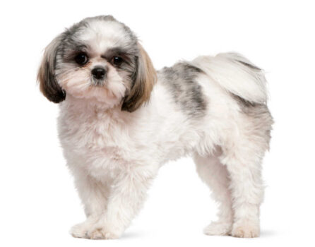 The Shih Tzu is one of the top 19 Hypoallergenic dog breeds for people with pet allergies.