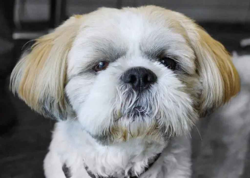 See a list of things that can cause Shih Tzu eyes to water.