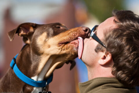 skin-conditions-dogs-pass-on-by-mikebaird.jpg