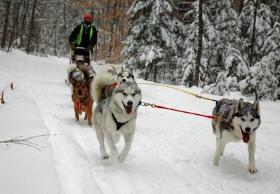 sled-dog-team-by-sponng.jpg