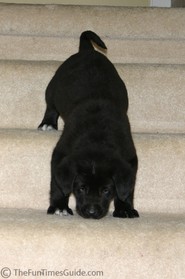 slinky-dog-going-down-stairs.jpg