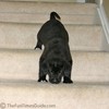 It's slinky... it's slinky... slinky dog sliding down the stairs.