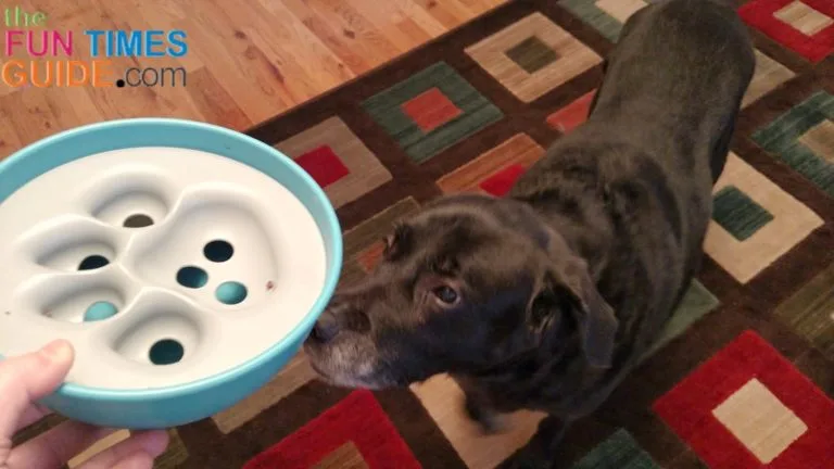 My dog's first introduction to the PAW5 Rock 'N Bowl slow feeder.