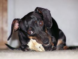 small-dog-with-rawhide-bone-by-lady-bugbkt.jpg