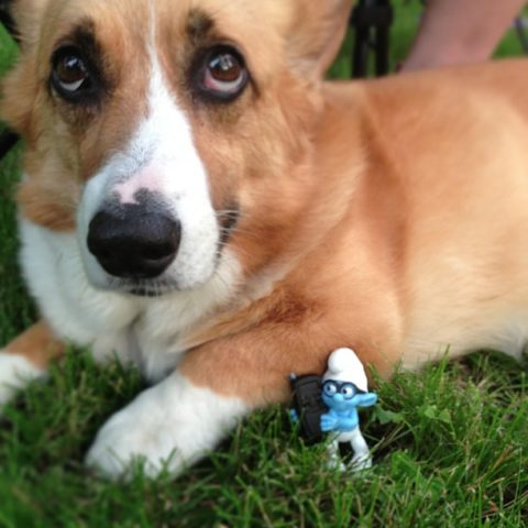 smurf-dog-costume-ideas