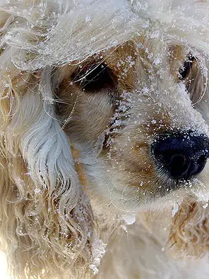 snowy-dog-face.jpg