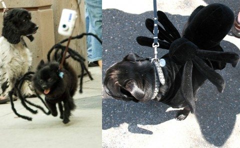 spider-dog-costumes