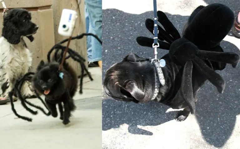 Diy Dog Costumes You Can Make With Little To No Sewing The First Time Owners Guide - Diy Spider Costume For Small Dog