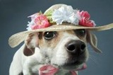 Spring Easter bonnet for dogs.
