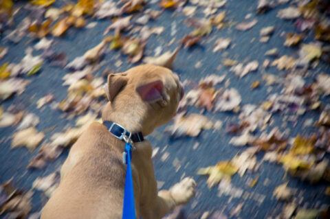 Using a springer dog bicycle leash makes it easy to get your dog exercising.