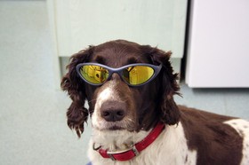 springer-spaniel-dog-wearing-sunglasses-by-tonylanciabeta.jpg