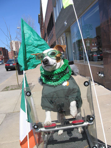 st-patricks-day-dog-parade.jpg