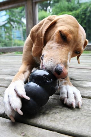 can you put kong toys in the dishwasher