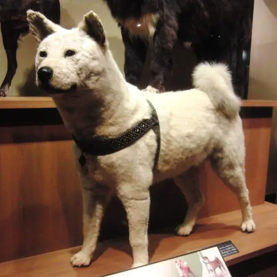 Stuffed Hachi dog. 