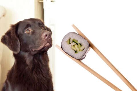 sushi-dog