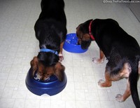 susie-pushing-dog-food-bowl-across-room.jpg