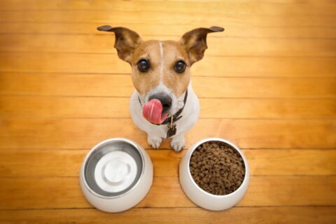Do you know when to switch to adult dog food from puppy food? What about how to switch from adult food to senior dog food? Follow these steps!