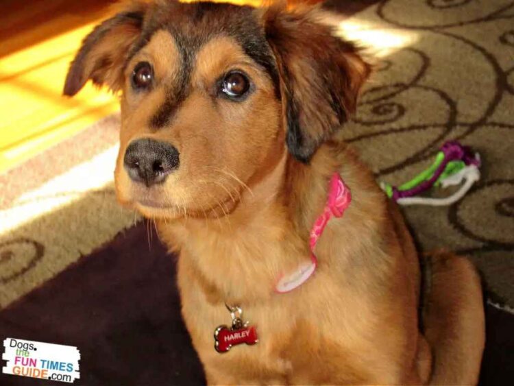 How To Prevent Littermate Syndrome When Raising Two Puppies First