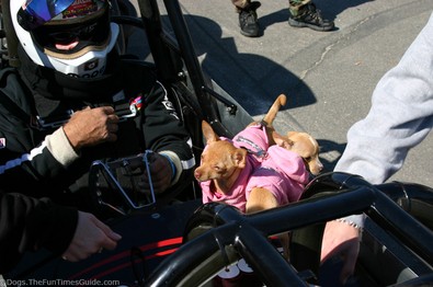 teacup-chihuahua-on-drag-racing-car.jpg