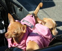 A couple of teacup chihuahuas dressed in pink.
