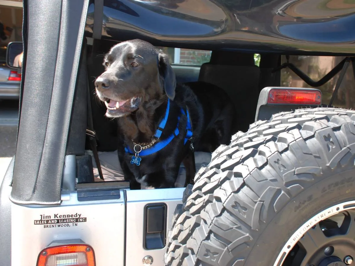 Our dogs LOVE Jeep rides! This is Tenor all decked out in his blue dog harness, blue dog collar, and blue dog ID tag.