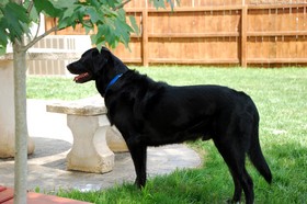 tenor-dog-in-back-yard-under-tree.jpg