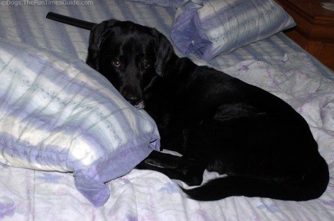tenor dog in bed watching tv