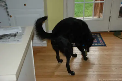 Tenor dog playing wildly with a Splash Bomb ball in the house.
