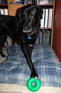 tenor-dog-posing-with-goughnuts-dog-toy.jpg