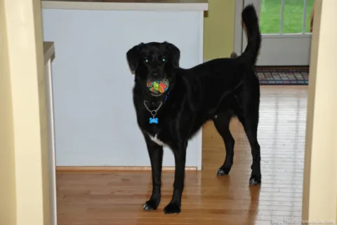 My dog Tenor playing with a splash bomb in the kitchen.