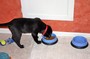 Tenor eating out of his 'old' puppy-sized food and water bowls.