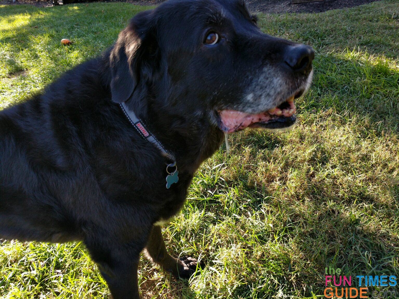 How To Tell When It's Time To Euthanize Your Dog (Quality Of Life