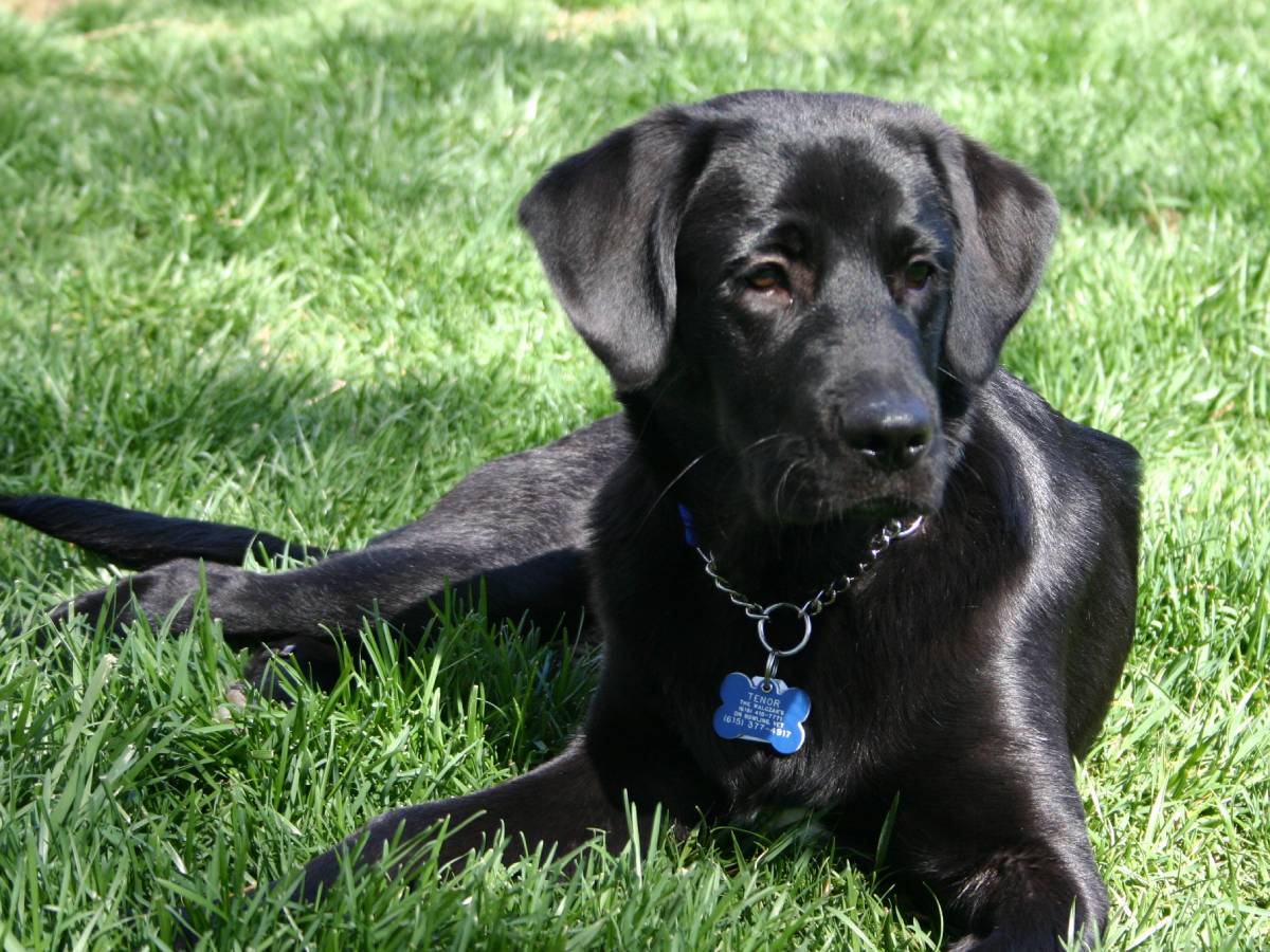 My dog Tenor sporting his blue dog ID tag. 