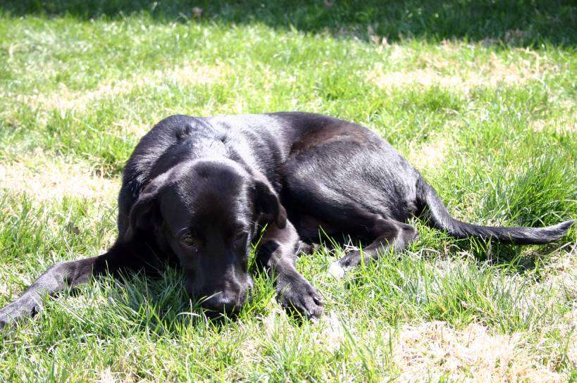 Tenor will pray anywhere and any time you ask him to -- like here in our backyard.