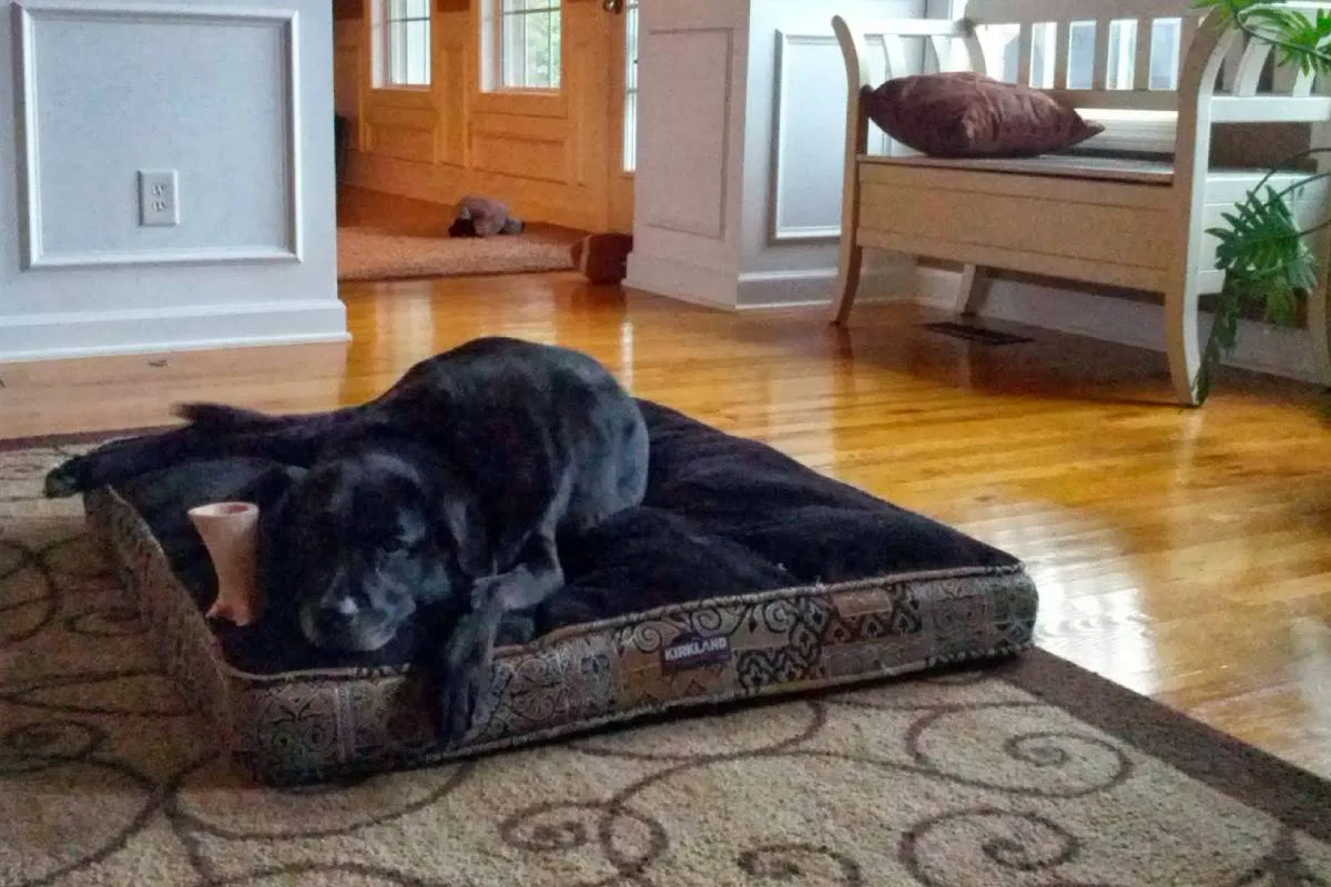 This sweet guy will even take a break from his favorite chew bone to say prayers (on command).