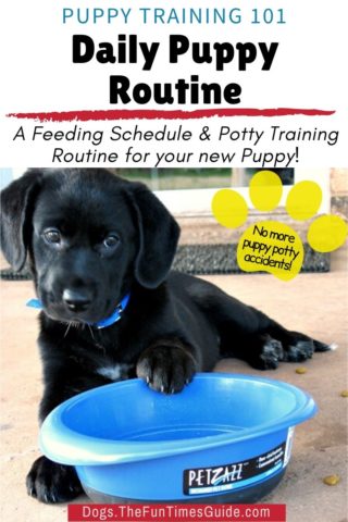 The best daily puppy routine for your new pet - feeding and potty training times.