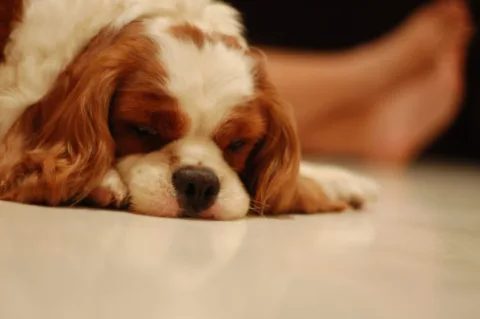 Adorable videos of very sleepy puppies. 