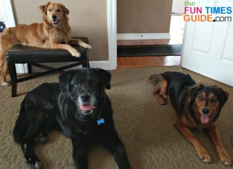 Little Tenor (Black Lab / Great Pyrenees) is all grown up here, next to the 2 puppies we found on the side of the road and adopted (Australian Shepherd / Golden Retriever). photo by Lynnette at TheFunTimesGuide.com Little Tenor (Black Lab / Great Pyrenees) is all grown up here, next to the 2 puppies we found on the side of the road and adopted (Australian Shepherd / Golden Retriever)..