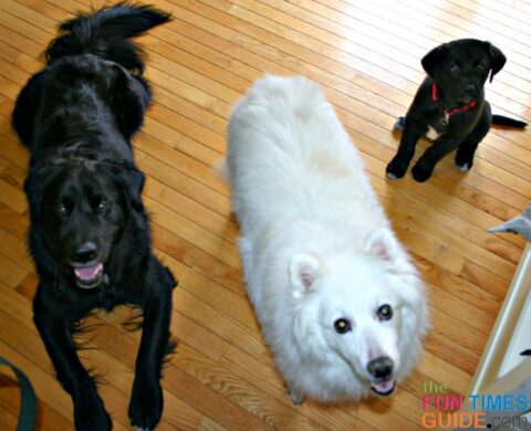 Our first 3 dogs as a family... my American Eskimo that entered the marriage with me, the Black Lab mix that hubby found under a dumpster as a pup, and Tenor as a puppy that we picked out together. photo by Lynnette at TheFunTimesGuide.com Our first 3 dogs as a family... my American Eskimo that entered the marriage with me, the Black Lab mix that hubby found under a dumpster as a pup, and Tenor as a puppy that we picked out together.