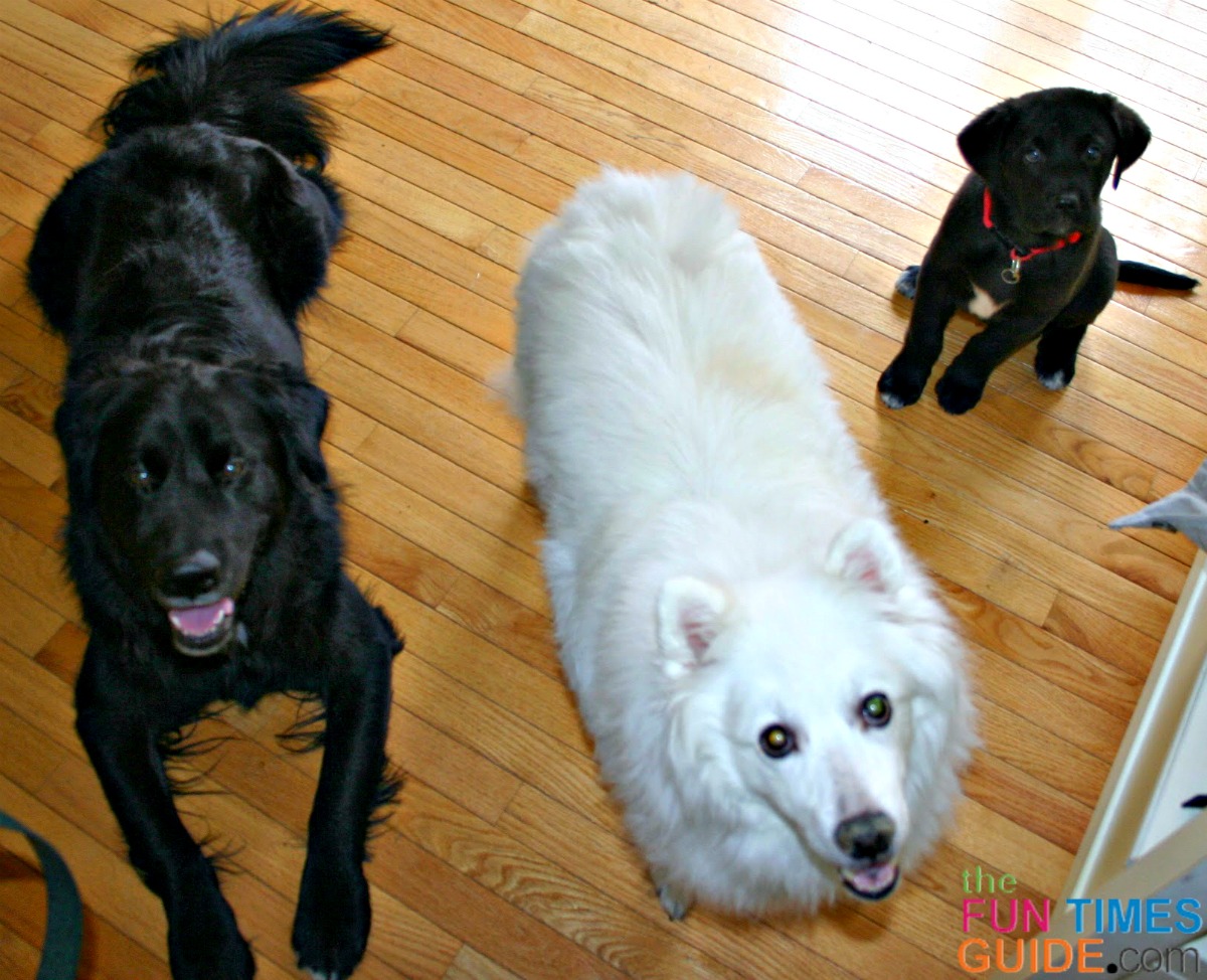 Our first 3 dogs as a family... my American Eskimo that entered the marriage with me, the Black Lab mix that hubby found under a dumpster as a pup, and Tenor as a puppy that we picked out together.