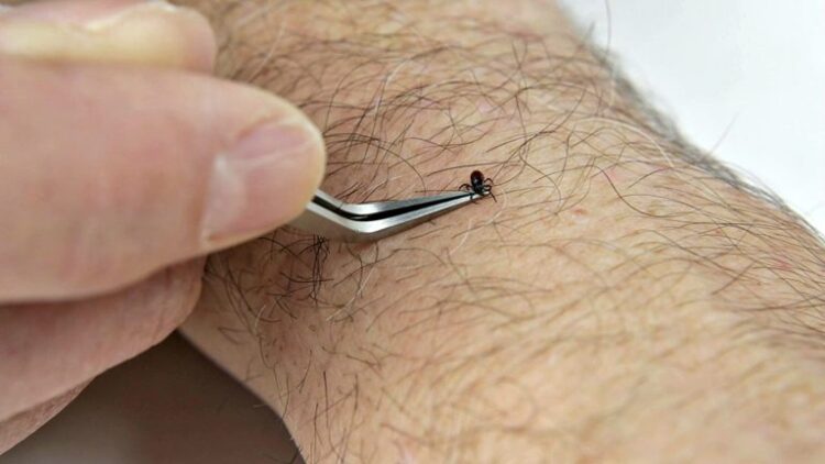 Using the TickEase tick removal tool to remove a tick from a human arm. Using the TickEase tick removal tool to remove a tick from a human arm.