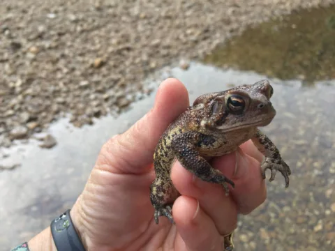 See which toads are poisonous to dogs and which ones are safe. 