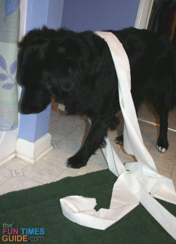 toilet-paper-dog